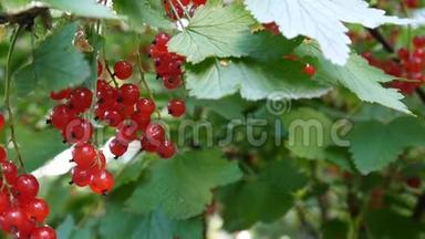 红肋骨浆果在植物特写高清镜头-红醋栗落叶灌木果实自然浅视频